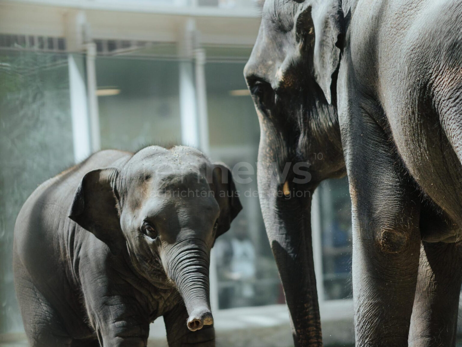 MÜNCHEN - 🐘 Neuordnung im Hellabrunner Elefantenhaus! Nach Ottos Tod müssen sich Elefanten neu sortieren - Rani zeigt herausforderndes Verhalten! 🦣