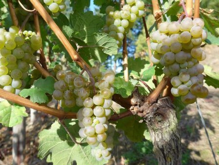 BERLIN - 🍇 Optimistische Prognose für Weinlese 2025! Gesunde Reben versprechen exzellenten Jahrgang deutscher Weine - Federweißer schon im August! 🍷