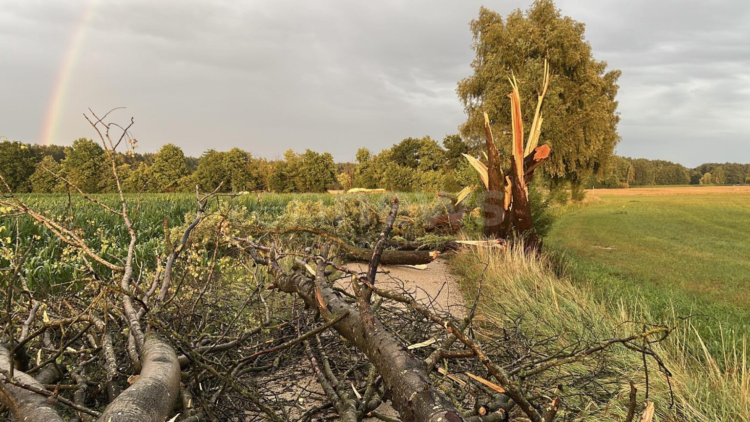 PYRBAUM-RENGERSRICHT - ⛈️ Heftiges Gewitter am Mittwoch (16.07.2025)! Blitz reißt Baum ab - Feuerwehr mit Kettensägen im Dauereinsatz! 🌳
