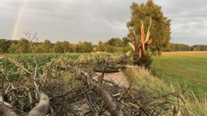 PYRBAUM-RENGERSRICHT - ⛈️ Heftiges Gewitter am Mittwoch (16.07.2025)! Blitz reißt Baum ab - Feuerwehr mit Kettensägen im Dauereinsatz! 🌳
