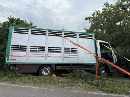 INGOLSTADT-ZUCHERING - 🐂 Außergewöhnlicher Rettungseinsatz am Donnerstag (03.07.2025)! Lastwagenfahrer klemmt mit Stier an Bord fest - 60 Kräfte im Einsatz! 🚒
