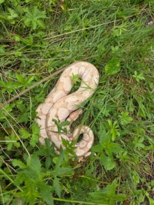 KRÖNING - 🐍 Königspython am Montag (28.07.2025) gegen 15:30 Uhr im Wald gefunden! Über einen Meter lange Schlange eingefangen! 🌲