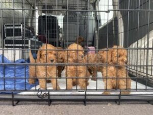 WAIDHAUS - 🐶 Welpentransport am Samstagvormittag (27.07.2025) gestoppt! 12 Zwergpudel-Babys mit gefälschten Papieren beschlagnahmt! 🚫