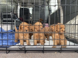 WAIDHAUS - 🐶 Welpentransport am Samstagvormittag (27.07.2025) gestoppt! 12 Zwergpudel-Babys mit gefälschten Papieren beschlagnahmt! 🚫