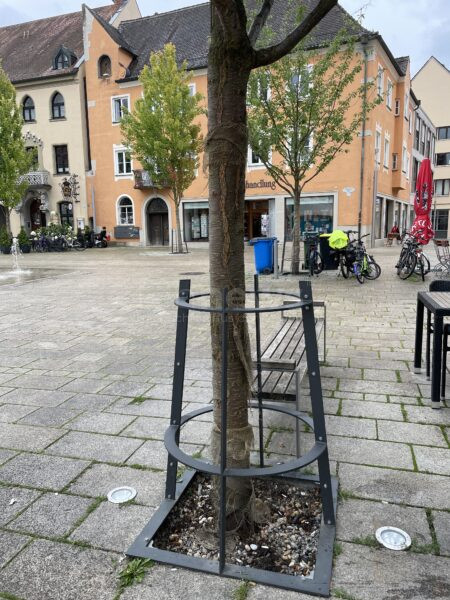 SCHROBENHAUSEN - 🌳 Stammschutz am Mittwoch (30.07.2025) angepasst! Bäume am Lenbachplatz wachsen zu kräftig - Körbe gekürzt! 🏛️