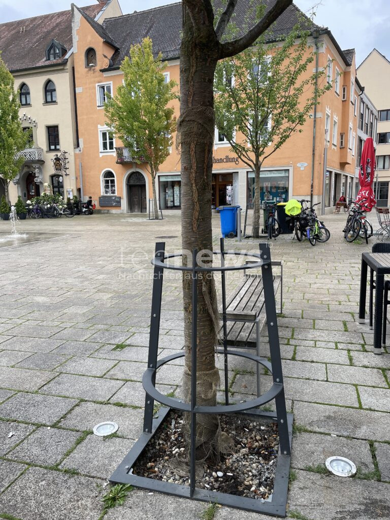 SCHROBENHAUSEN - 🌳 Stammschutz am Mittwoch (30.07.2025) angepasst! Bäume am Lenbachplatz wachsen zu kräftig - Körbe gekürzt! 🏛