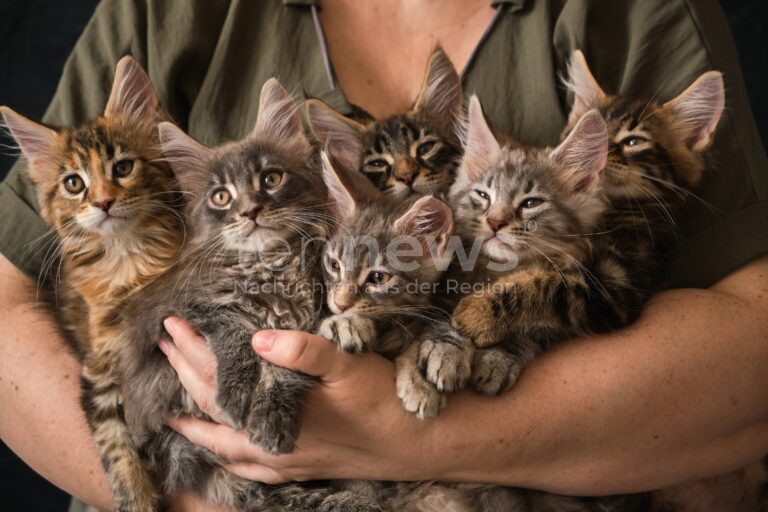RODING - 🐱 Babykatzen am Montag (28.07.2025) ausgesetzt! Sechs hilflose Kätzchen unter Tisch am Rastplatz B85 entdeckt! 😿