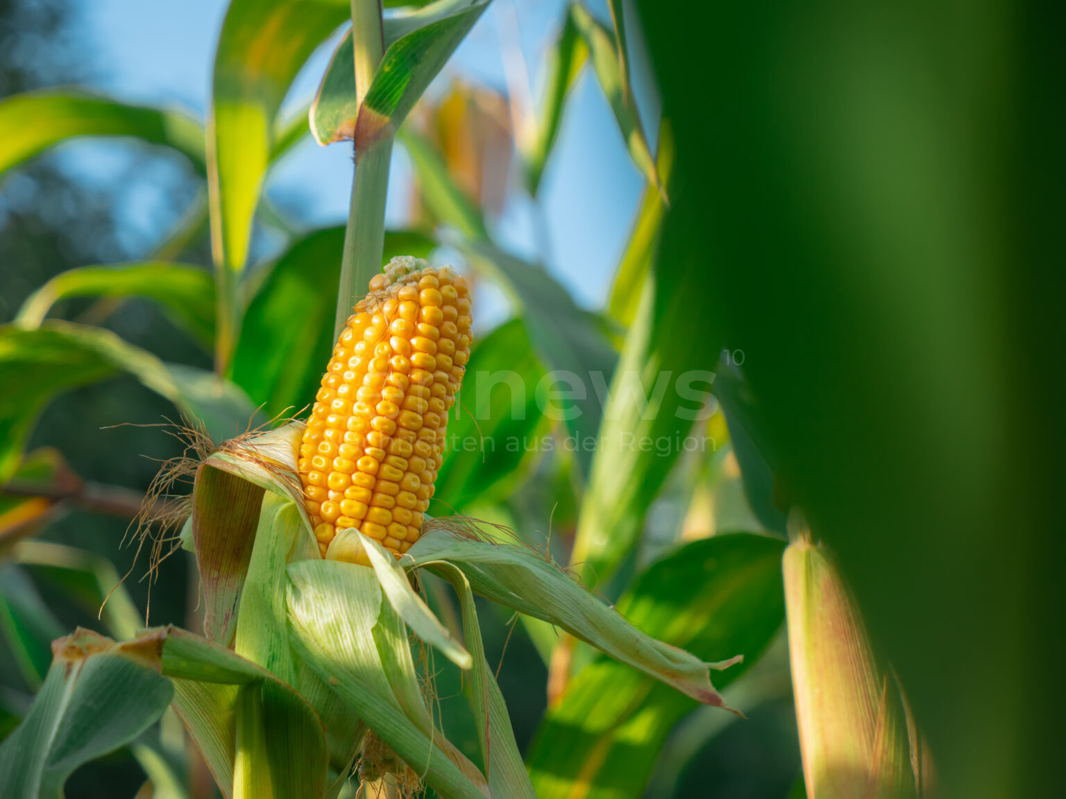 GOTTFRIEDING - ⚠️ Gefährlicher Streich am Dienstag (22.07.2025)! Drei Jugendliche werfen Maispflanze von Brücke vor fahrendes Auto! 🌽