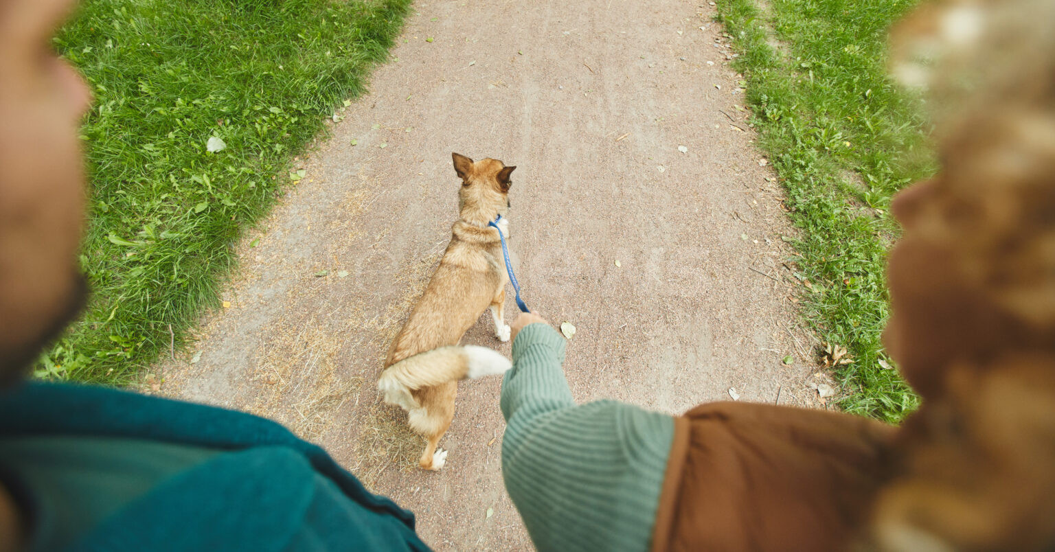 TIEFENBACH - ⚠️ Giftköder-Alarm in Brauchsdorf am Sonntag (06.07.2025)! Hundebesitzerin findet verdächtige Fleischstücke neben Wanderweg! 🐕