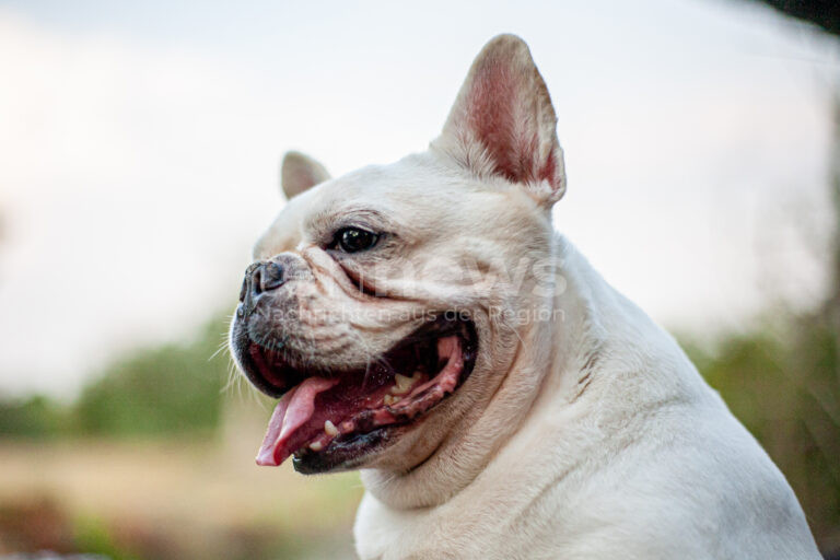 HOLZKIRCHEN - 🐕 Bulldogge am Dienstag (15.07.2025) gegen 7 Uhr in 13 Meter tiefen Brunnenschacht gefallen! Feuerwehrmann rettet Hund! 🚒