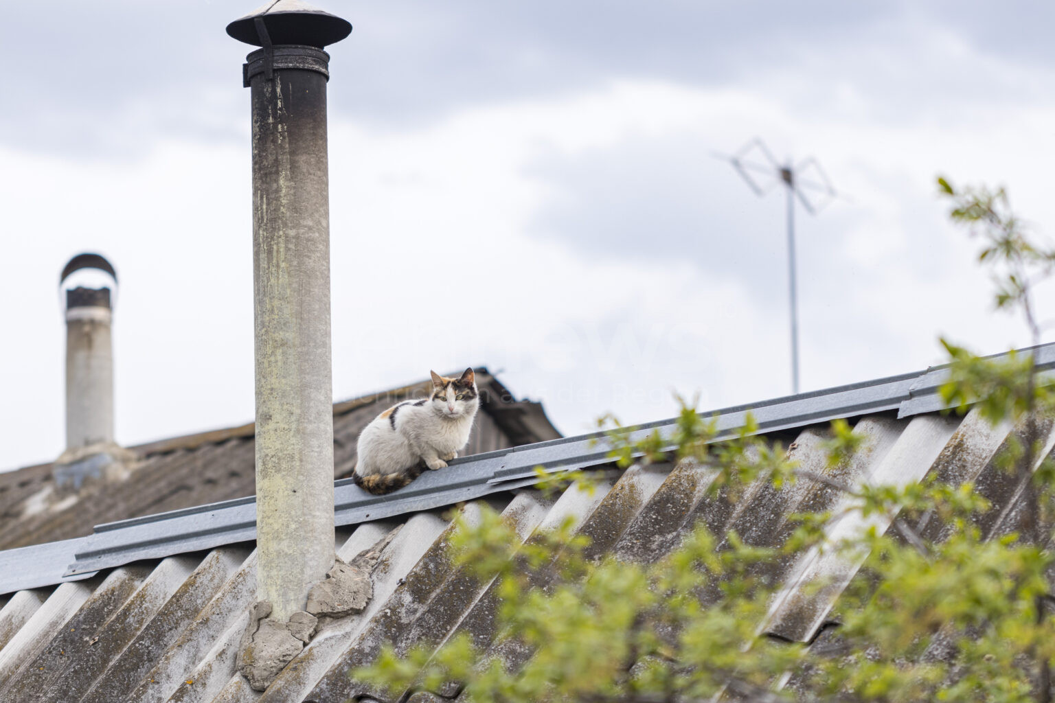 GARMISCH-PARTENKIRCHEN - 🐱 Irre Katzensuche am Mittwoch (23.07.2025)! Rentnerin (73) klettert auf Hausdach - Feuerwehr mit Drehleiter angerückt! 🚒
