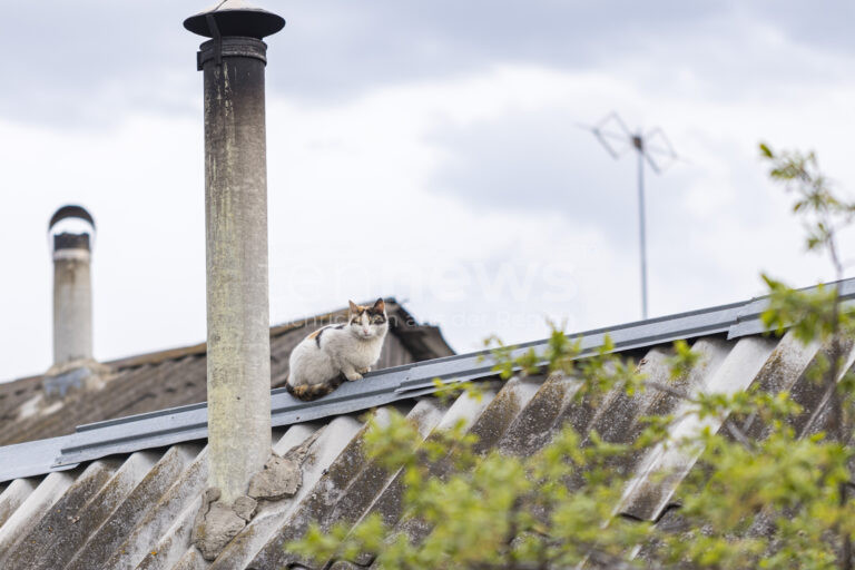 GARMISCH-PARTENKIRCHEN - 🐱 Irre Katzensuche am Mittwoch (23.07.2025)! Rentnerin (73) klettert auf Hausdach - Feuerwehr mit Drehleiter angerückt! 🚒