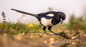 BÖHMFELD - 🦅 Elster am Dienstag (01.07.2025) erschossen! Unbekannter Täter tötet Vogel mit Luftgewehr - Polizei Eichstätt ermittelt! 🔫