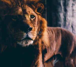 ANTALYA - 🦁 Löwe Zeus büxt aus Tierpark aus! Arbeiter schwer verletzt - Raubkatze erschossen! Schrecken in Touristenregion! ⚠️