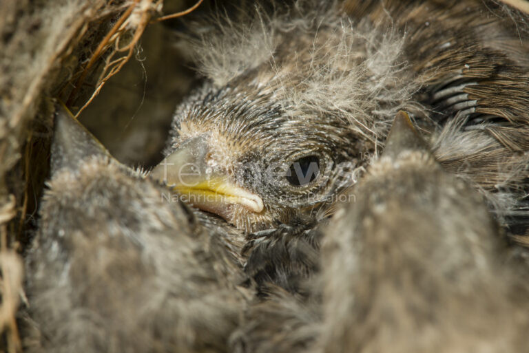 ROSENHEIM - 😢 Grausame Tierquälerei am Montag (07.07.2025)! 20 Vogelküken in Holzkiste eingesperrt, achtlos an Wertstoffinsel abgelegt - 16 Tiere verendet! 🐣