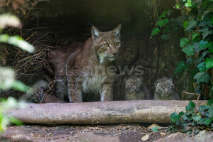 NÜRNBERG - 🐾 Nachwuchs im Tiergarten! Luchs-Weibchen Desari brachte drei Jungtiere zur Welt - dritter Zuchterfolg in Folge! 🐈‍⬛