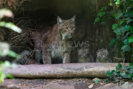 NÜRNBERG - 🐾 Nachwuchs im Tiergarten! Luchs-Weibchen Desari brachte drei Jungtiere zur Welt - dritter Zuchterfolg in Folge! 🐈‍⬛