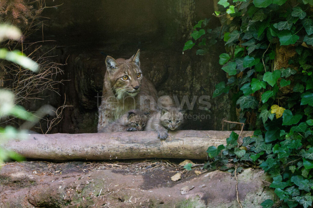 NÜRNBERG - 🐾 Nachwuchs im Tiergarten! Luchs-Weibchen Desari brachte drei Jungtiere zur Welt - dritter Zuchterfolg in Folge! 🐈‍⬛