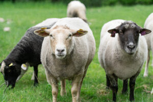 BACHHAGEL - 🐑 Schimmel-Brot auf Weide geworfen! Unbekannte vergiften 21 Schafe - mehr als Hälfte der Herde tot! Polizei sucht Täter! 🚔