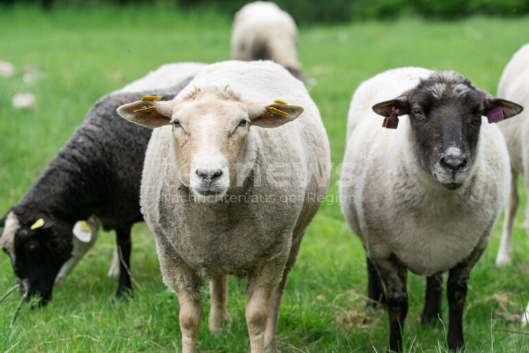 BACHHAGEL - 🐑 Schimmel-Brot auf Weide geworfen! Unbekannte vergiften 21 Schafe - mehr als Hälfte der Herde tot! Polizei sucht Täter! 🚔