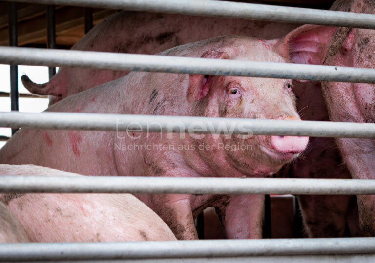 A7 BEI IPPESHEIM - 🔥 Tiertransporter brennt am Dienstag (22.07.2025) auf A7! Fahrer kann sich retten, aber 40 Schweine verenden - 100.000 Euro Sachschaden! 🐷
