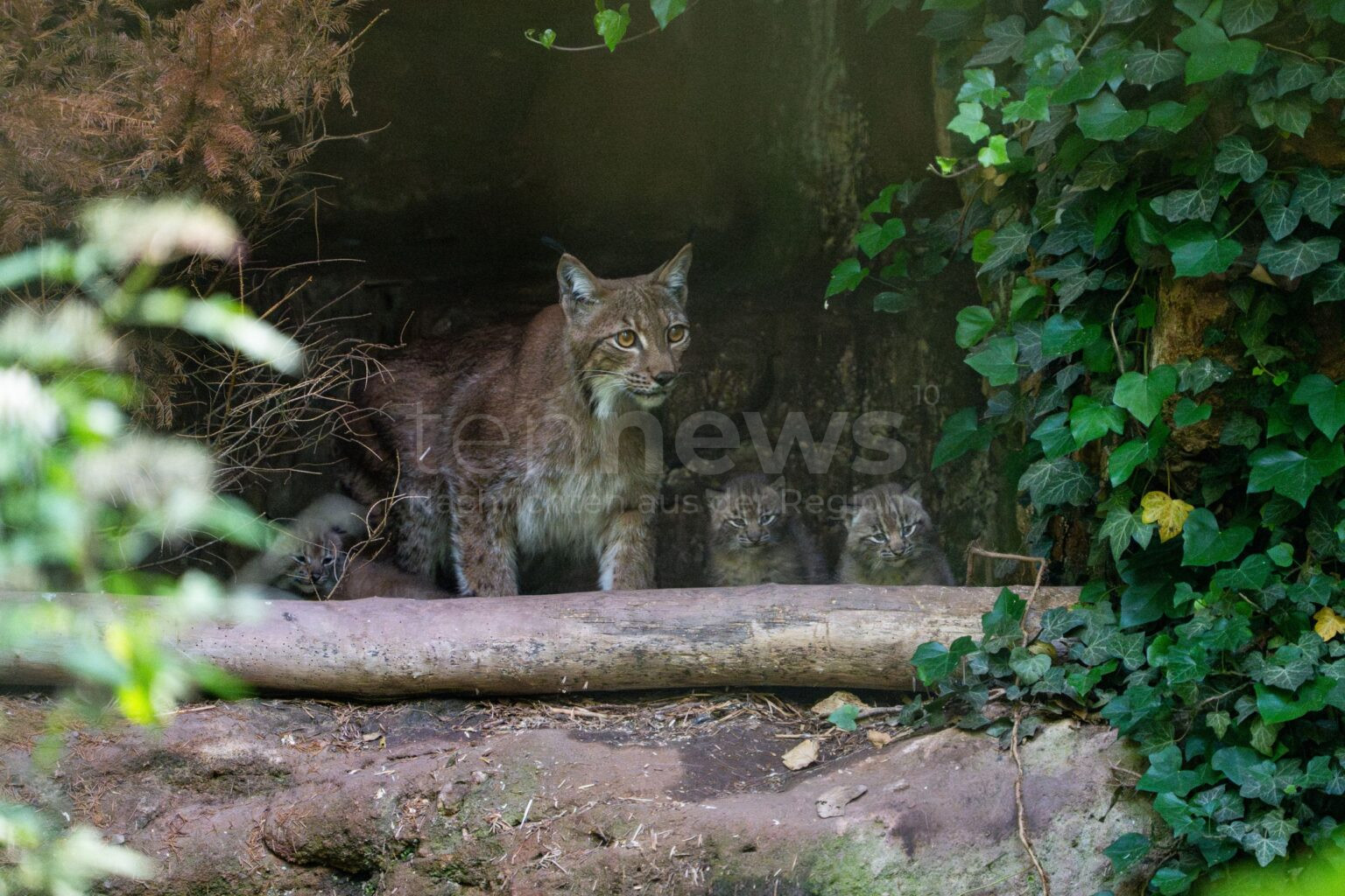 NÜRNBERG – 🐾 Am 03.07.2025 meldet der Tiergarten drei neue Jungtiere bei den Karpatenluchsen – ein starkes Signal für den Artenschutz! 🌿