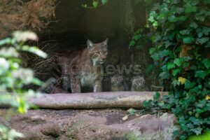 NÜRNBERG – 🐾 Am 03.07.2025 meldet der Tiergarten drei neue Jungtiere bei den Karpatenluchsen – ein starkes Signal für den Artenschutz! 🌿