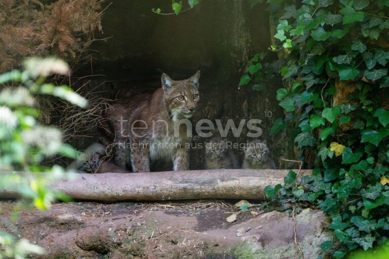 NÜRNBERG – 🐾 Am 03.07.2025 meldet der Tiergarten drei neue Jungtiere bei den Karpatenluchsen – ein starkes Signal für den Artenschutz! 🌿