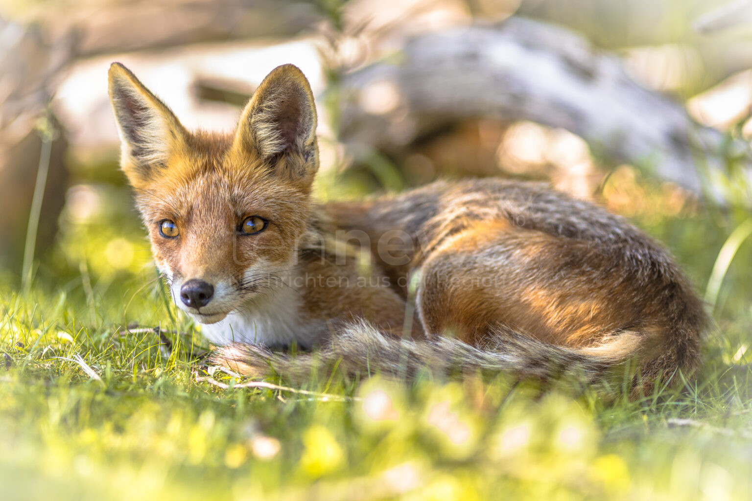 OBERSTEINBACH - 🦊 Junger Fuchs am Dienstag (16.07.2025) unter Weiderost gefangen! Wasser dringt in Grube ein - Feuerwehr hebt Gitter mit Traktor an! 🚒