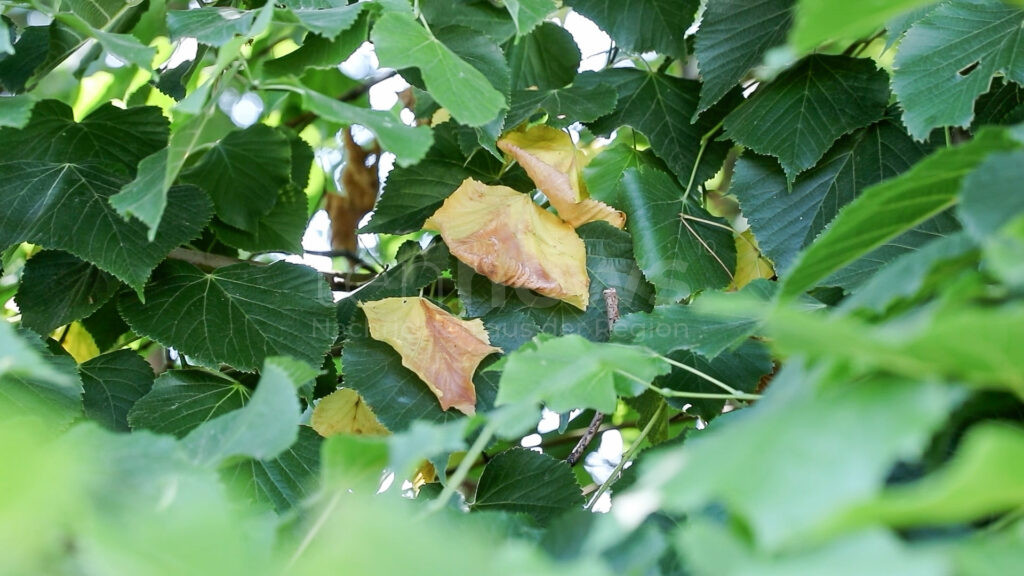 MÜNCHEN - 🌳 Hitzestress durch Trockenheit lässt Bäume am Montag (30.06.2025) Blätter abwerfen! Extremer Wassermangel bedroht Münchens Grün! 🍂