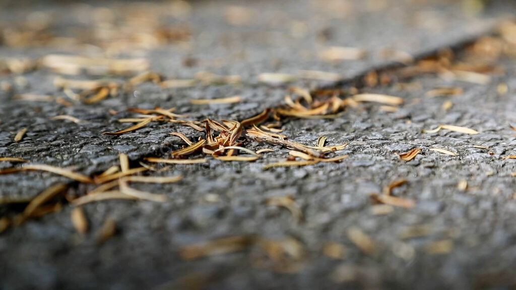 MÜNCHEN - 🌳 Hitzestress durch Trockenheit lässt Bäume am Montag (30.06.2025) Blätter abwerfen! Extremer Wassermangel bedroht Münchens Grün! 🍂