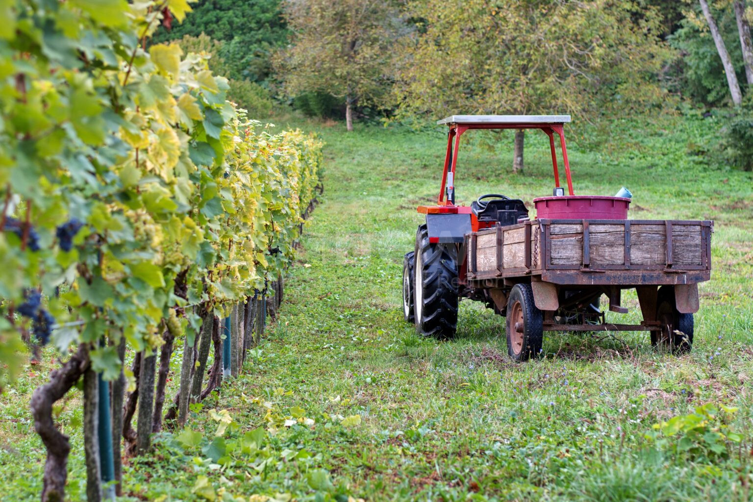 RANDERSACKER - 🚜 Traktor kippt am Freitag (18.07.2025) an steilem Weinberg um! Mitarbeiter (57) kann sich selbst befreien - Kontrolle im Krankenhaus! 🍇