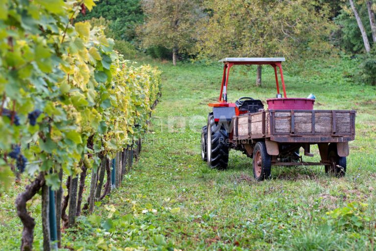 RANDERSACKER - 🚜 Traktor kippt am Freitag (18.07.2025) an steilem Weinberg um! Mitarbeiter (57) kann sich selbst befreien - Kontrolle im Krankenhaus! 🍇