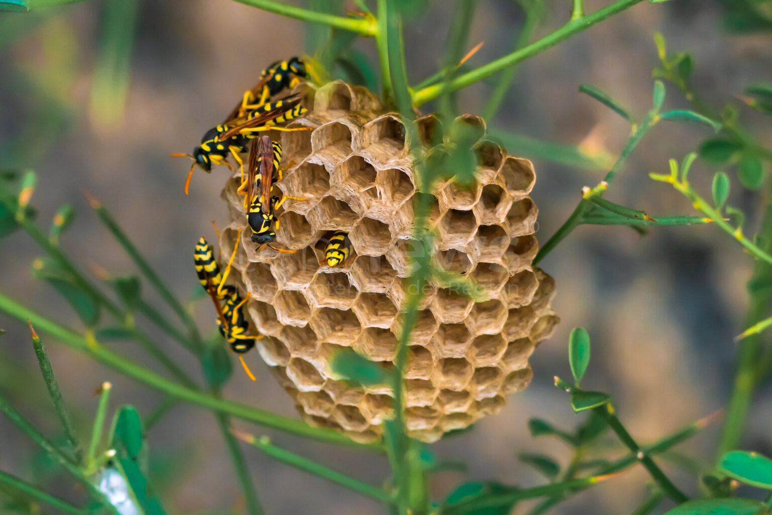 PFARRKIRCHEN - Wespen am Samstag (30.08.2025) getötet! Hausbesitzer besprüht Nest und kassiert Bußgeld wegen Artenschutz! 🐝