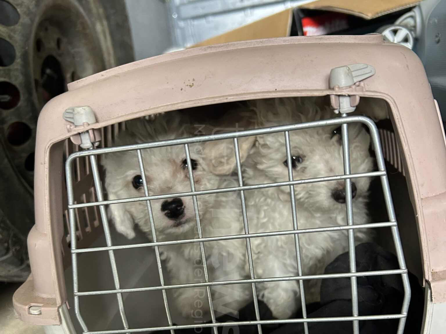 A8 BEI LEIPHEIM - 🐶 Hundewelpen entdeckt! Zöllner stoppen Sprinter – sechs Welpen in Katzentransportboxen, Tiere sichergestellt. 🚨