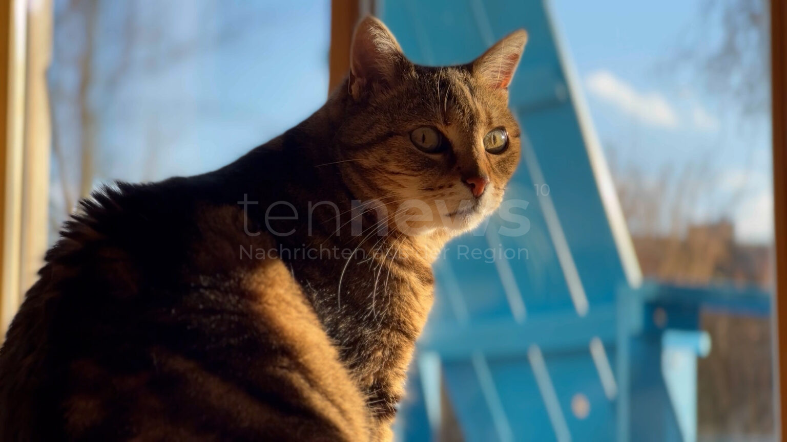 🐱 FIP bei Katzen galt als Todesurteil – heute könnten Medikamente helfen. Doch in Deutschland sind sie illegal. Ein Kampf gegen Bürokratie und Zeit! 💊