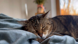 🐱 FIP bei Katzen galt als Todesurteil – heute könnten Medikamente helfen. Doch in Deutschland sind sie illegal. Ein Kampf gegen Bürokratie und Zeit! 💊