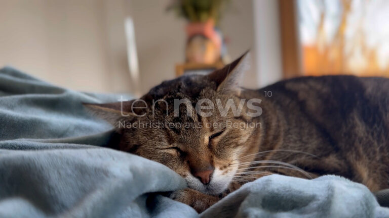 WECHINGEN - Tierquälerei zwischen Freitag (22.08.2025) und Mittwoch (27.08.2025)! Katze mit Schrot angeschossen - Bein amputiert!