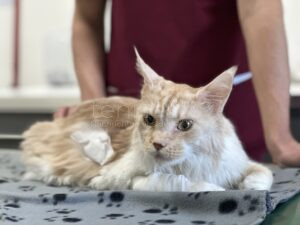 🐱 FIP bei Katzen galt als Todesurteil – heute könnten Medikamente helfen. Doch in Deutschland sind sie illegal. Ein Kampf gegen Bürokratie und Zeit! 💊