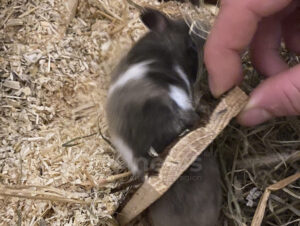 MÜNCHEN - 🐹 Hamster am Freitag (01.08.2025) in Häuschen festgesteckt! Feuerwehr rettet Josy unverletzt – Besitzerin erleichtert. 🚒