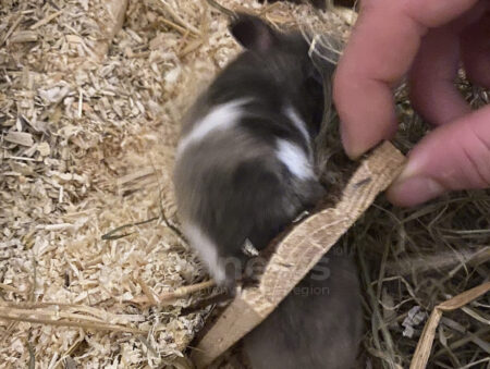 MÜNCHEN - 🐹 Hamster am Freitag (01.08.2025) in Häuschen festgesteckt! Feuerwehr rettet Josy unverletzt – Besitzerin erleichtert. 🚒