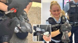 MÜNCHEN - 🕊️ Bundespolizisten retten am Mittwoch (13.08.2025) hilflose Taube aus Netz im Ostbahnhof! Transport ins Tierheim Riem! 👮‍♂️