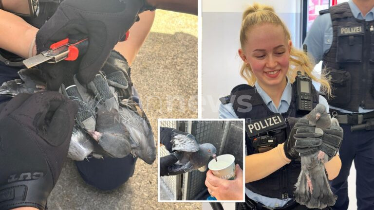 MÜNCHEN - 🕊 Bundespolizisten retten am Mittwoch (13.08.2025) hilflose Taube aus Netz im Ostbahnhof! Transport ins Tierheim Riem! 👮‍♂