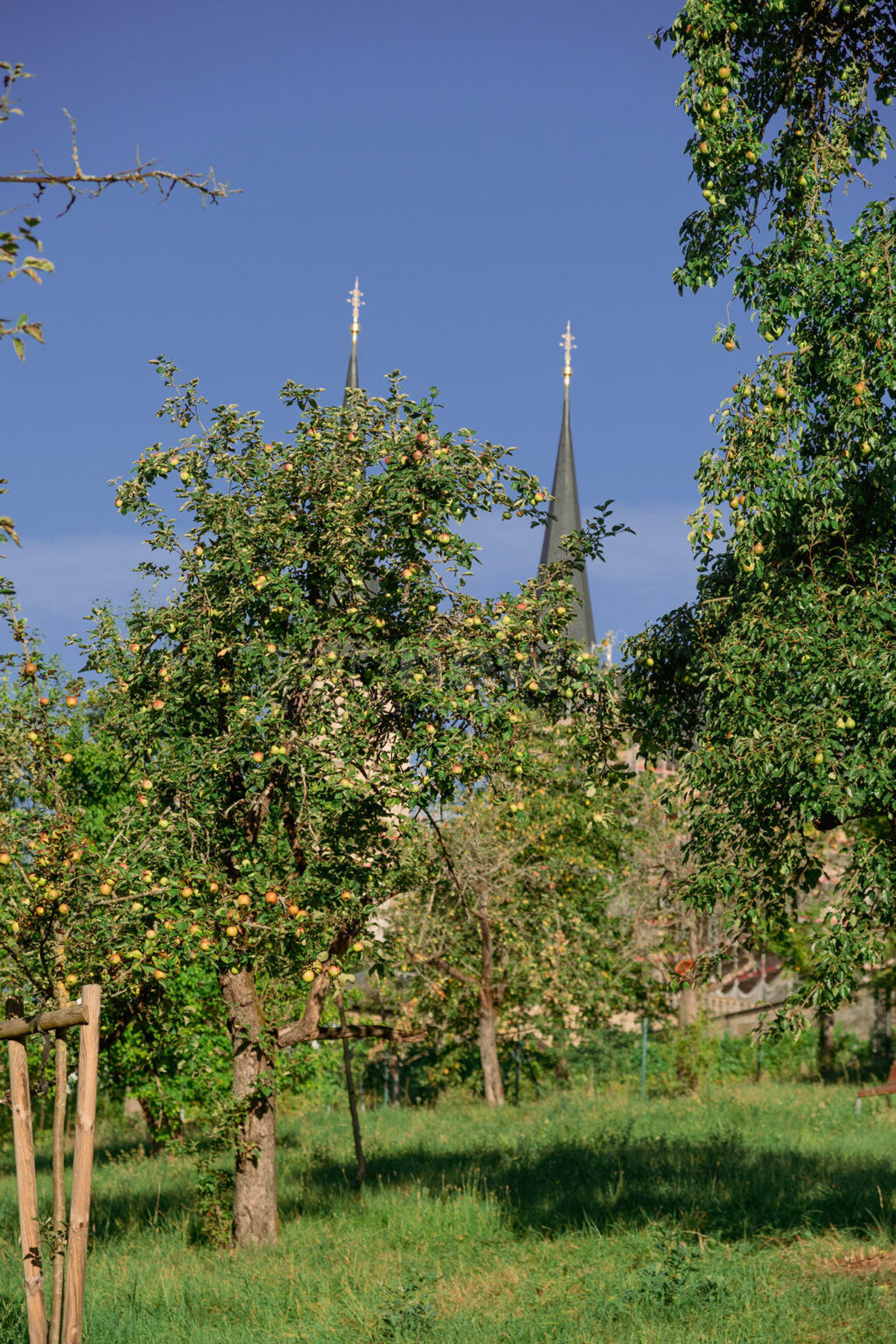 BAMBERG - 🍎 Obstdiebstahl am Michaelsberg nimmt zu! Bürgerspitalstiftung setzt Sicherheitsdienst gegen Früchte-Klau ein! 🚨