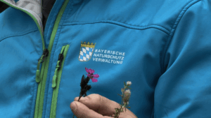 WAIDHOFEN - 🌿 Freiwillige schaffen am Samstag (27.07.2025) Lebensraum in den Gröbener Sanden! Mit Harke und Spaten für mehr Naturschutz! 🦋