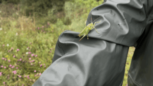 WAIDHOFEN - 🌿 Freiwillige schaffen am Samstag (27.07.2025) Lebensraum in den Gröbener Sanden! Mit Harke und Spaten für mehr Naturschutz! 🦋