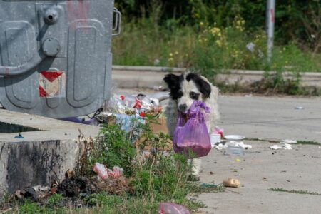 BONN - 🐾 Deutscher Tierschutzbund veröffentlicht Handbuch: Tipps und Fachwissen für nachhaltige Hilfe von Straßentieren im Ausland – jetzt bestellen! 📘