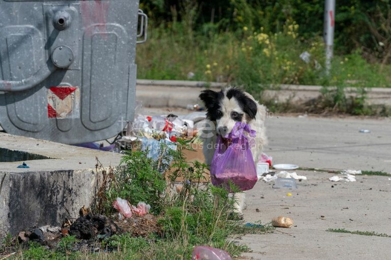 BONN - 🐾 Deutscher Tierschutzbund veröffentlicht Handbuch: Tipps und Fachwissen für nachhaltige Hilfe von Straßentieren im Ausland – jetzt bestellen! 📘