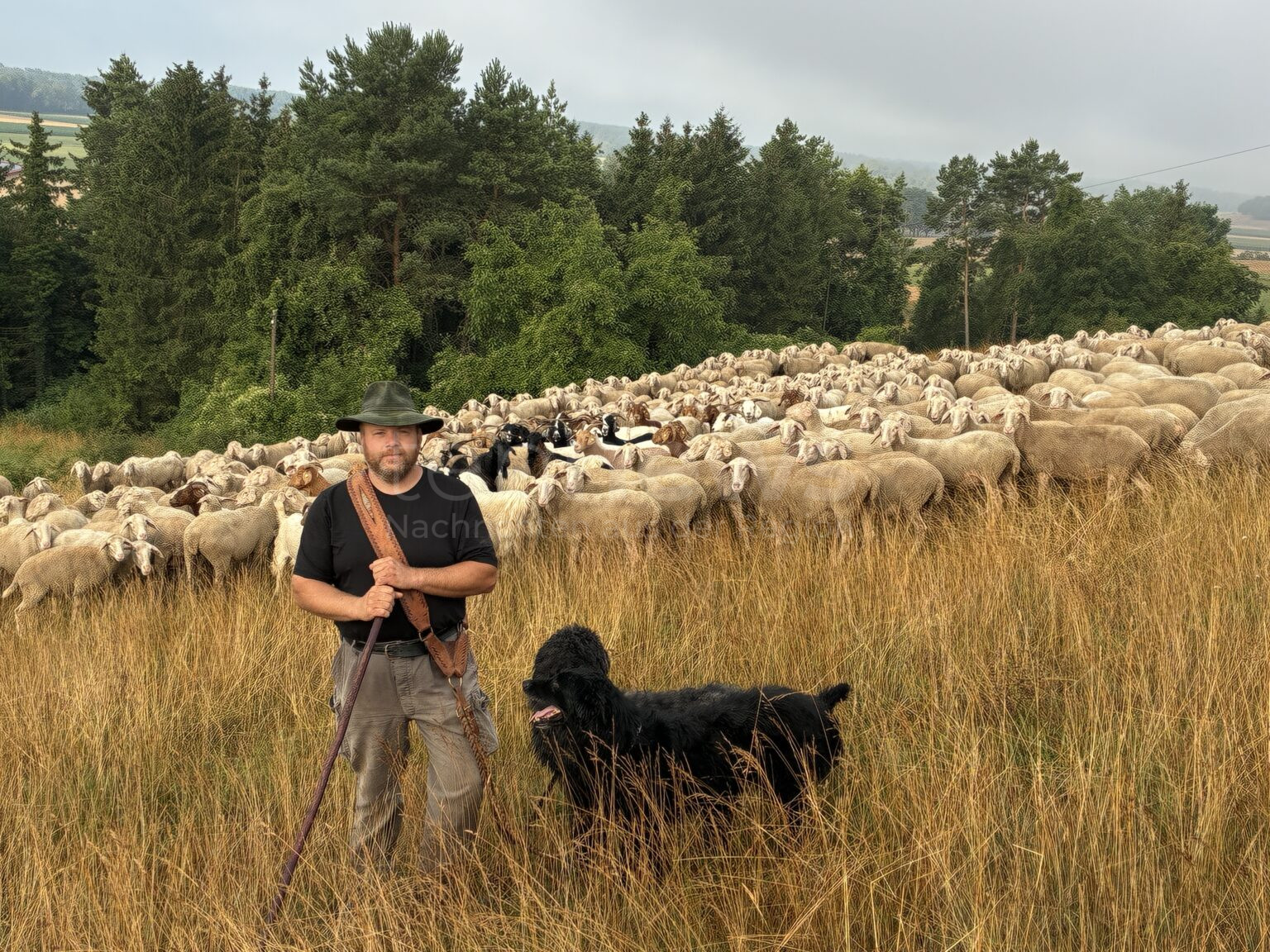 ILLDORF - 🐑 Mit seinen 800 Schafen trägt Schäfer Michael Meier zur Erhaltung der Artenvielfalt auf Donaudämmen und im Frankenjura bei! 🌿