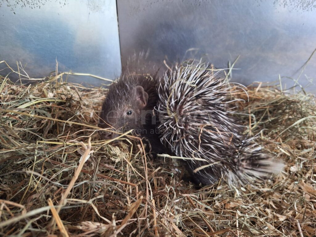 HOF - 🦔 Süßer Zoo-Nachwuchs: Stachelschwein-Baby sucht Namen - Hofer können bis Sonntag (10.08.2025) zwischen Yaro, Mowgli und Ketan wählen! 🗳️